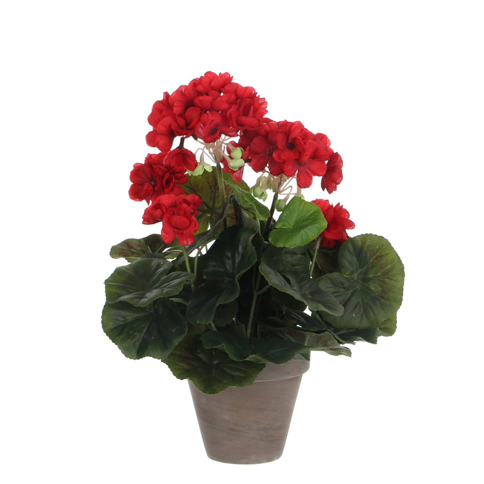 GERANIUM 34X20 ROOD IN POT