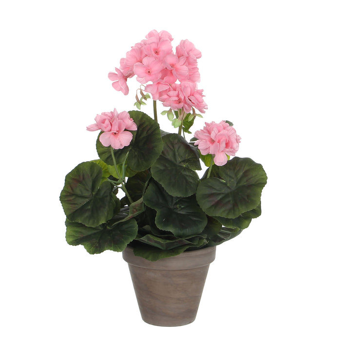 GÉRANIUM 34X20 ROSE EN POT