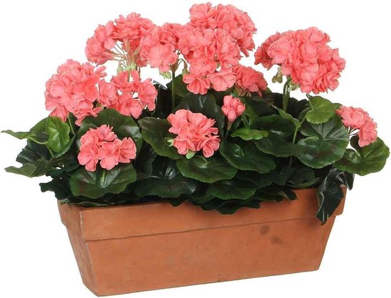 SAUMON GERANIUM DANS BOITE BALCON TERRA - L39XW13XH40CM