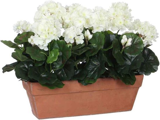 GÉRANIUM BLANC EN BOÎTE DE BALCON TERRA - L39XW13XH40CM