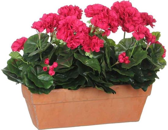 GÉRANIUM D.ROSE DANS BALCON TERRA - L39XW13XH40CM