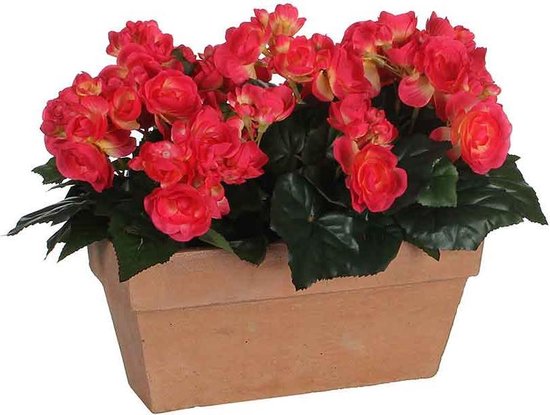 BEGONIA D.PINK DANS BALCON TRAFIC ARDOISE TERRA - L29XW13XH25CM