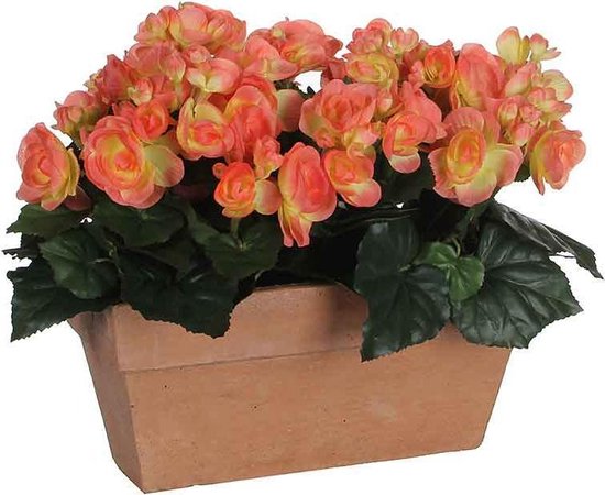 BEGONIA SAUMON DANS BALCON BOITE ARDOISE TERRA - L29XW13XH25CM