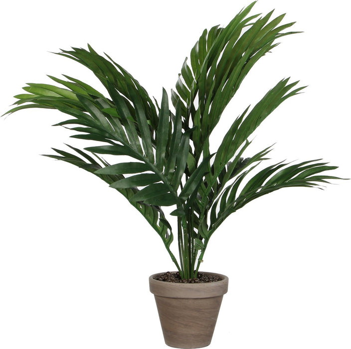 ARECA PALMIER VERT EN POT STAN GRIS D11.5CM - H45XD60CM