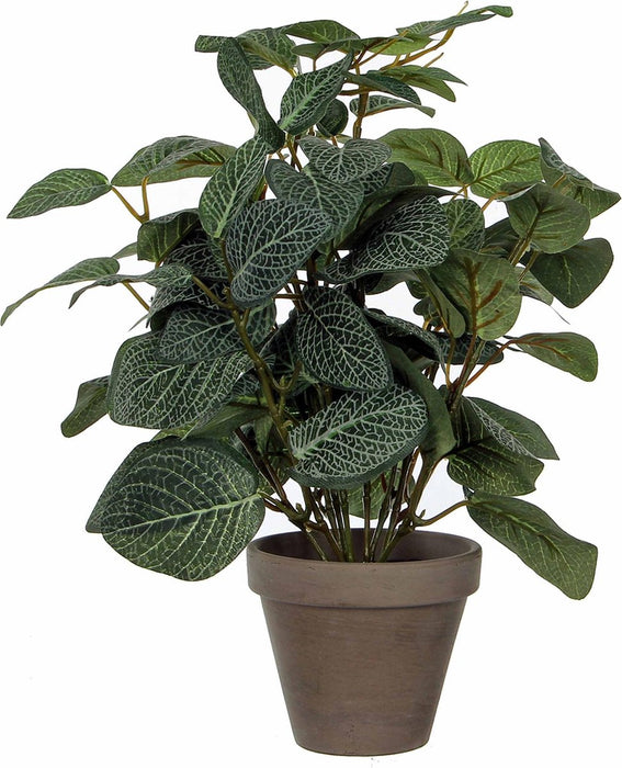 PILEA VERT EN POT STAN GRIS D11.5CM - H35XD25CM