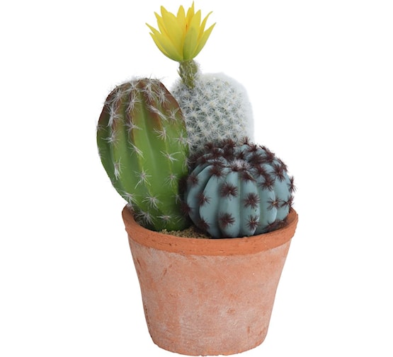 CACTUS IN TERRACOTTA POT