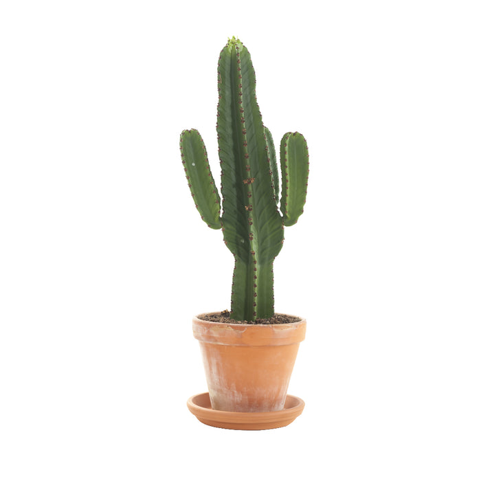 CACTUS IN TERRACOTTA POT