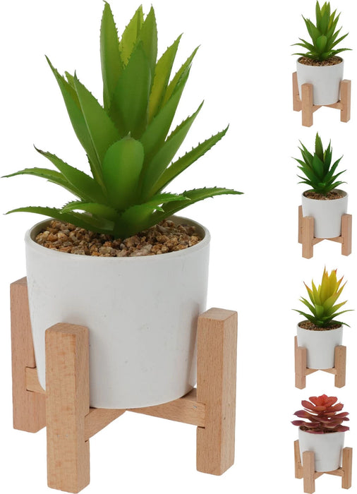 PLANTE SUCCUCTUUE EN POT 11X11X16CM