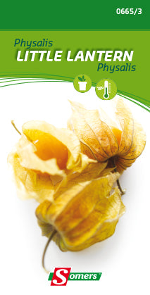 PHYSALIS LITTLE LANTERN  - K