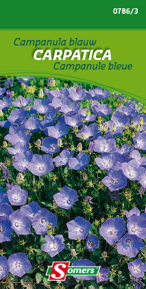 CAMPANULA BLAUW CARPATICA - C