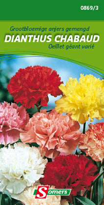 GROOTBLOEMIGE ANJER GEMENGD DIANTHUS CHABAUD - G