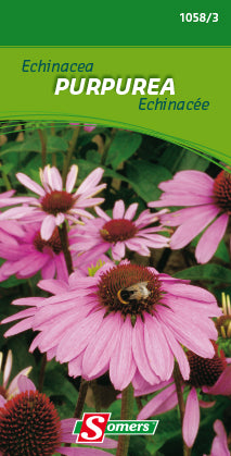 ECHINACEA PURPUREA - K