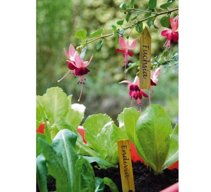 ÉTIQUETTES DE PLANTES BOIS 10CM