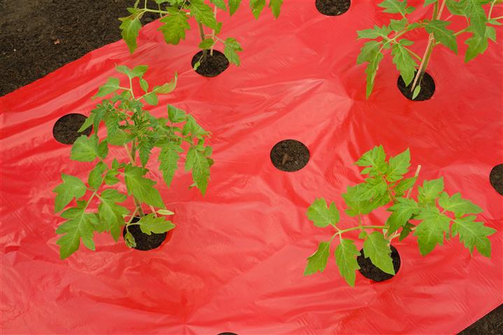 MULCH-/KWEEKFOLIE VOOR TOMATEN - LDPE/LLDPE, ROOD, 25?, MET PERFO