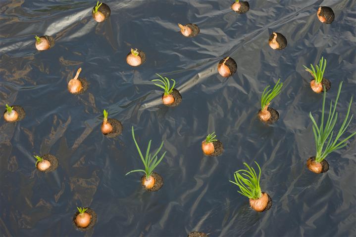 MULCH-/KWEEKFOLIE VOOR KLEINE GROENTEN - LDPE/LLDPE ZWART, 20?, M