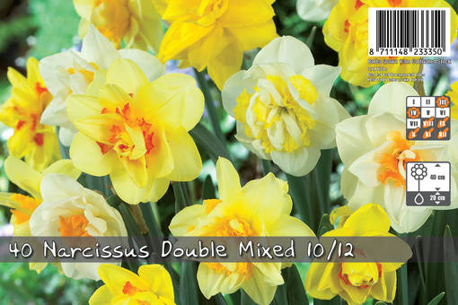 NARCISSUS DOUBLE MIX